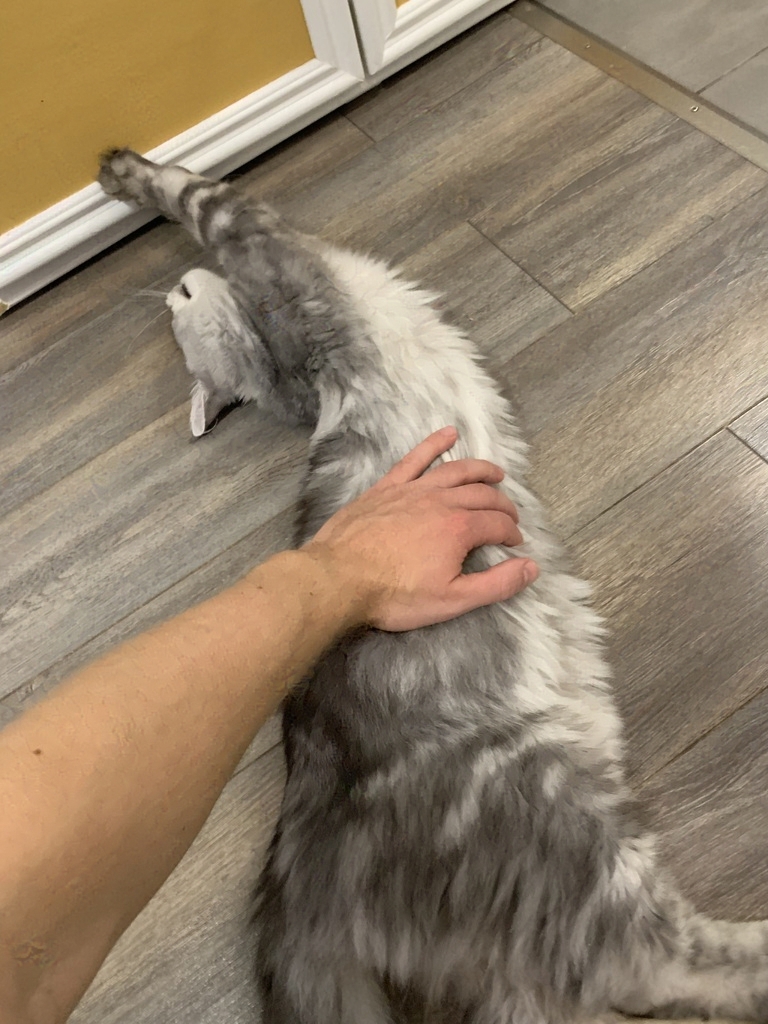 A grey Maine Coon kitten doing a biiig stretch