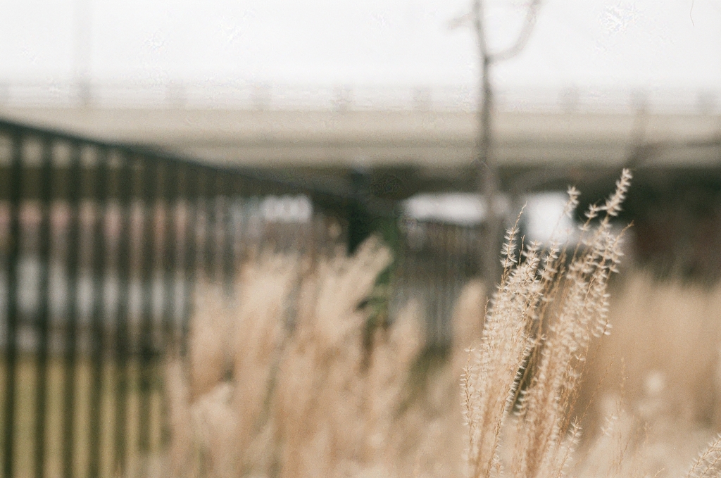 pale golden dried grass, near the Van Horne overpass