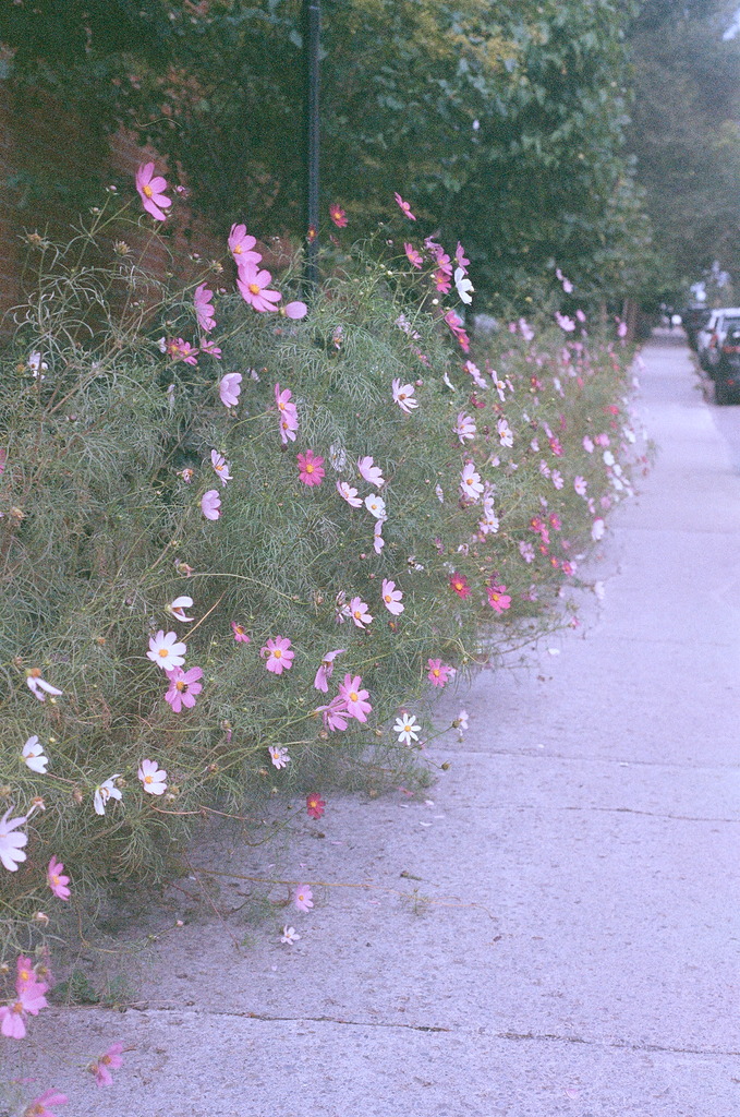 A cluster of cosmos flowers leaning out over the sidewalk