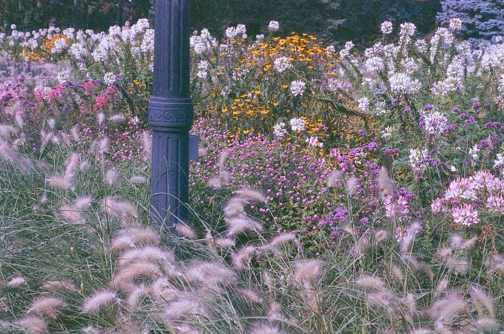 A riot of wild flowers & grasses around the base of a lamp post