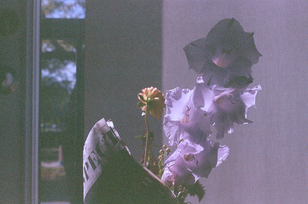 A bouquet of flowers backlit by direct sunlight