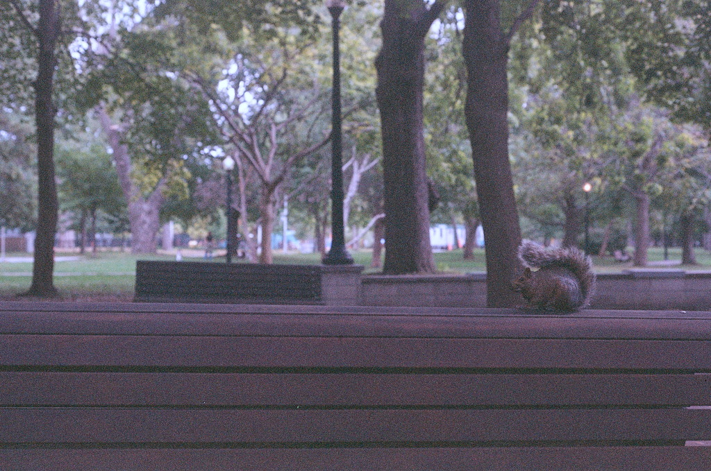 A squirrel crouches on the back of a park bench