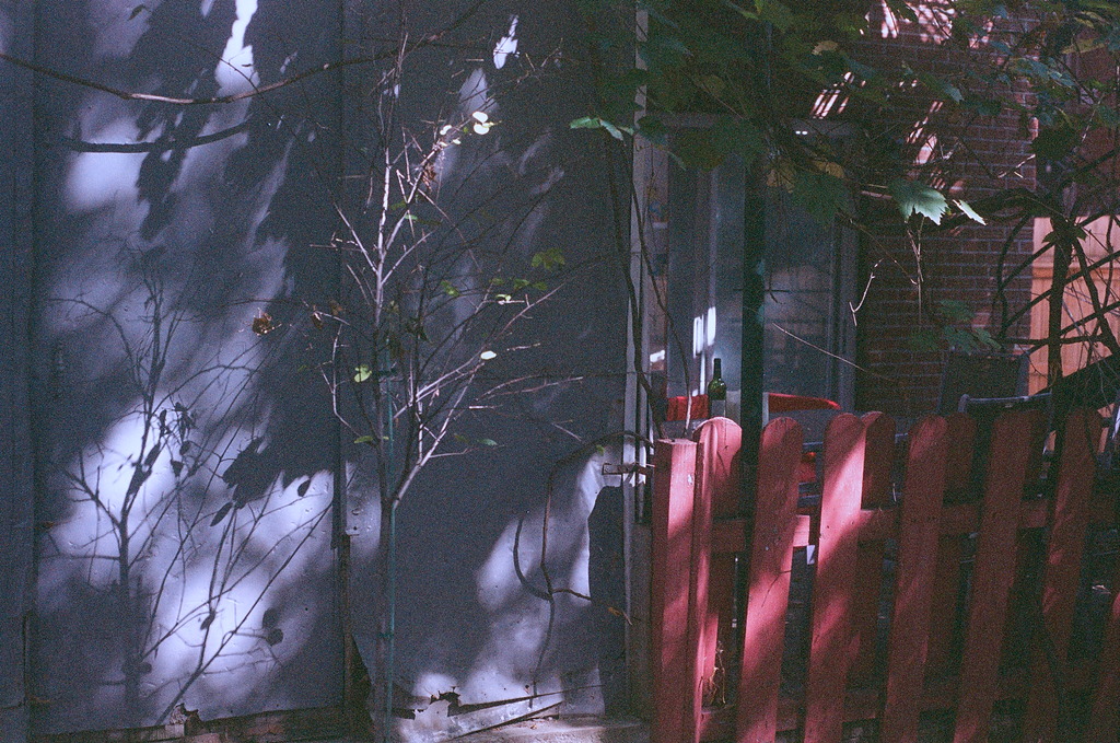 Light and shadow on a red fence and a twiggy tree in front of a shed