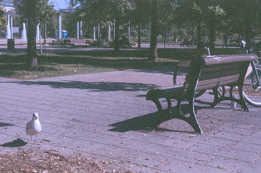 A seagull walks by a park bench in a public square