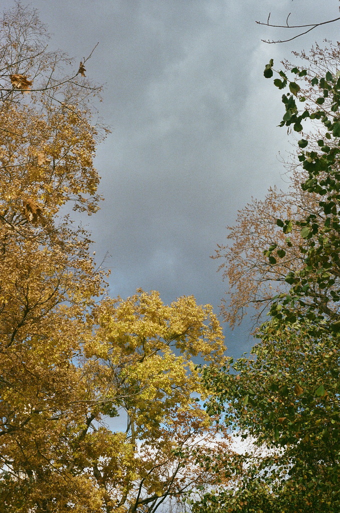 Grey, looming clouds framed by autumnal trees