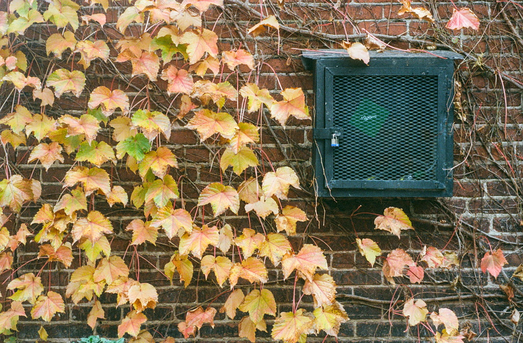 A dark green, locked utility box affixed to a leaf-covered wall