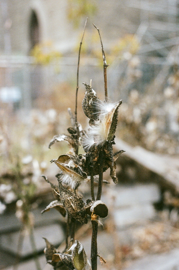 Open, brown seed pods, with tufts sticking out