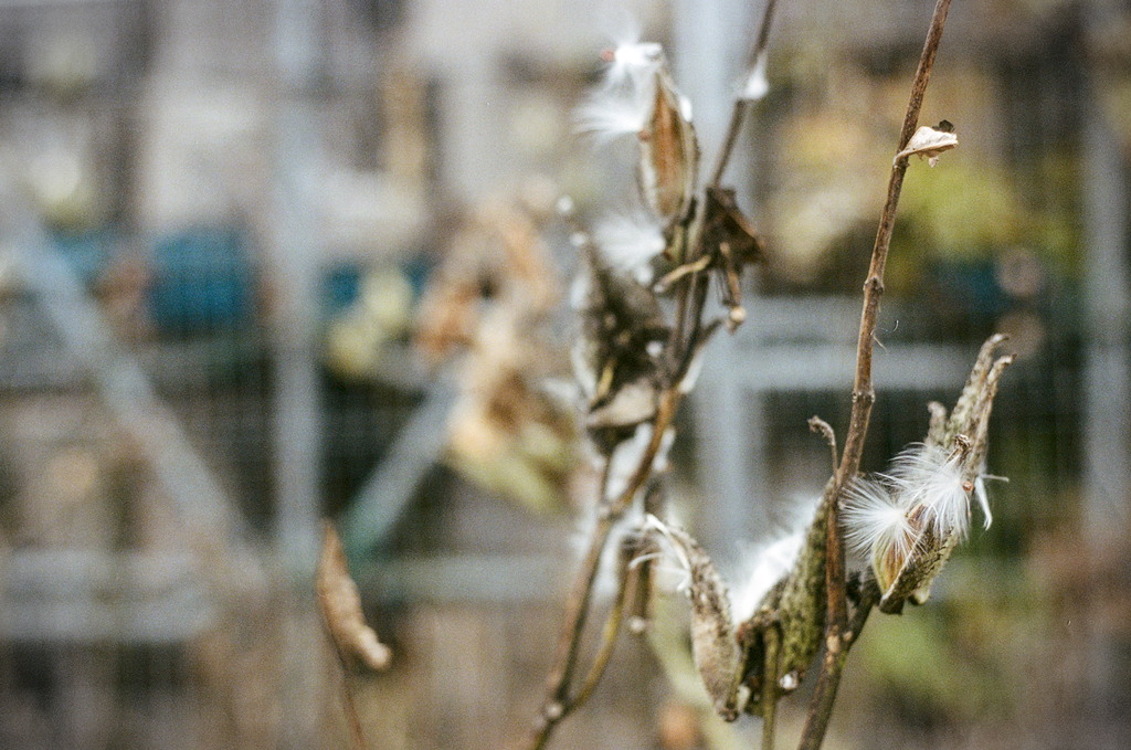 More seed pods & seed tufts