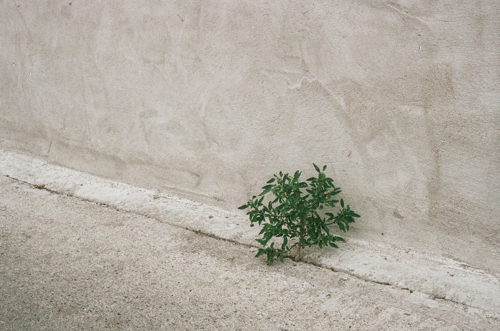 A small, vibrant green weed emerging from a concrete crack