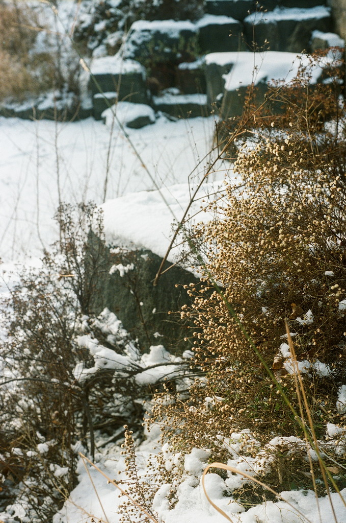 Dried wildflowers & weeds sticking out between snowy boulders