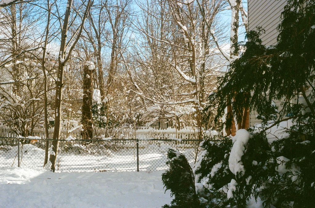 Layers of various yards & shrubs & trees, under a thick blanket of snow