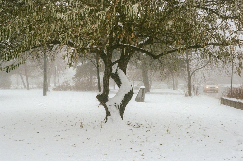 Spreading limbs of a tree, laden with snow, by a busy road