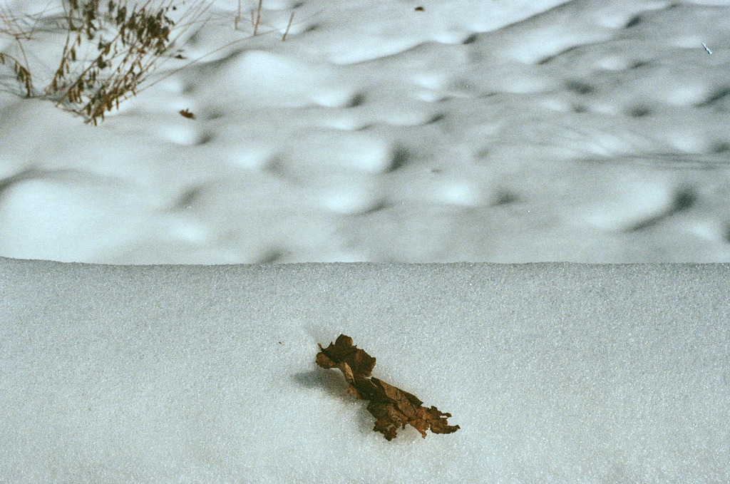 A dead leaf lying on pristine snow