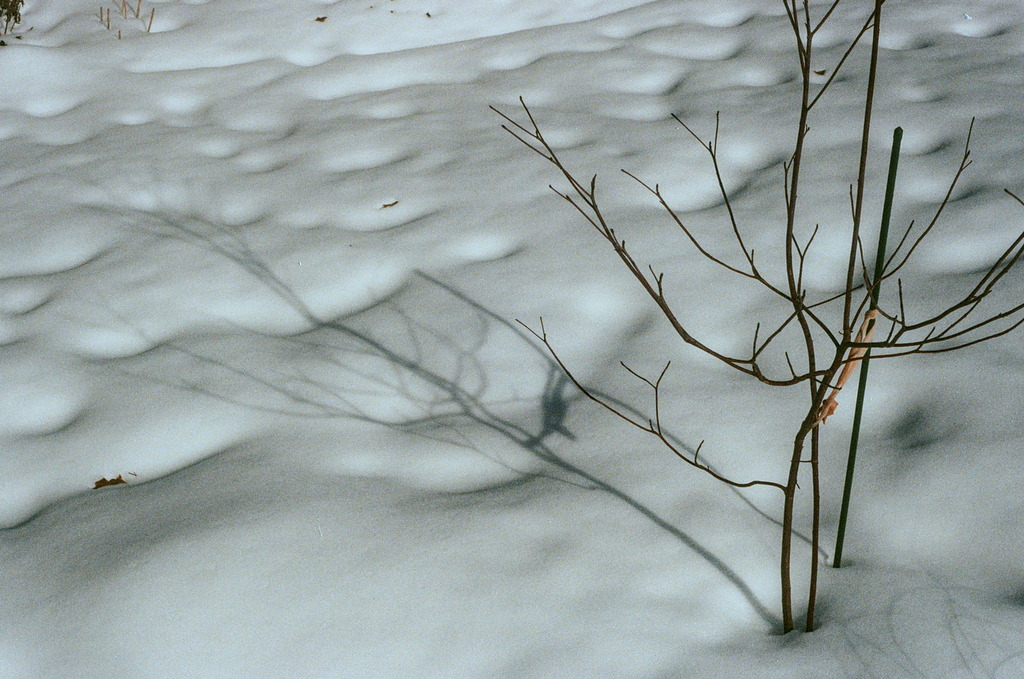 Divots & shadows play on the surface of fluffy snow