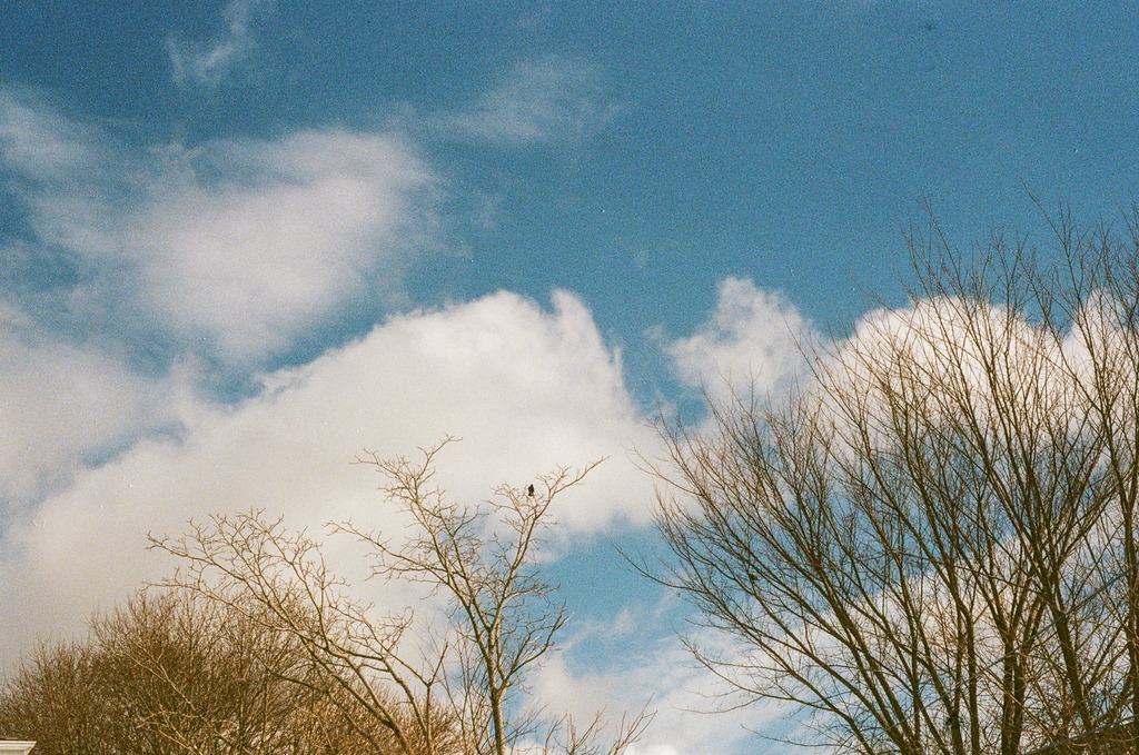 Two crows in dead trees