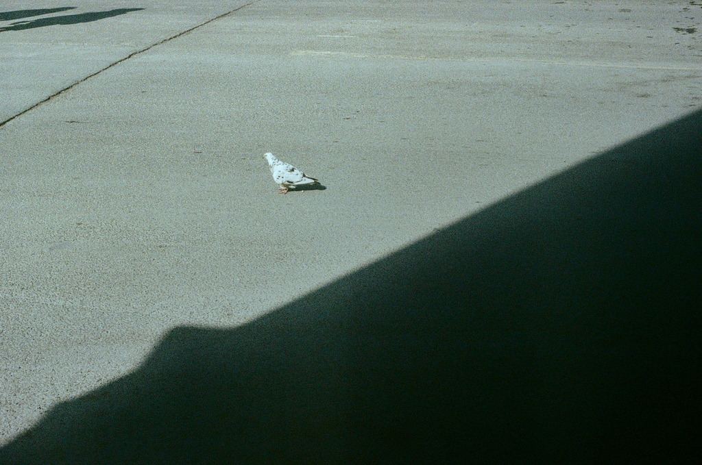 A white pigeon with black spots, crossing a harsh line of shadow on the street