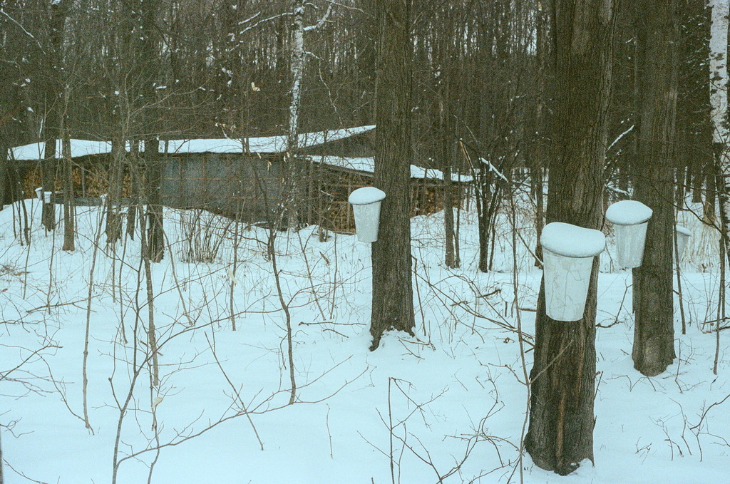 Maple-tapping buckets in the snow