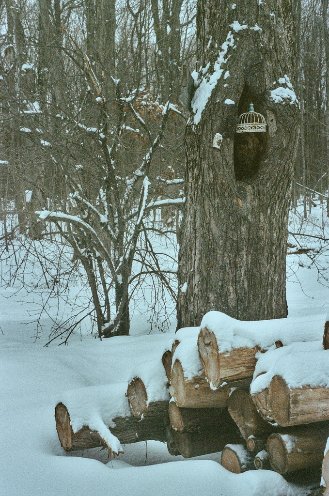 Some cut logs next to an old tree, holding the top of a birdcage in a large knot