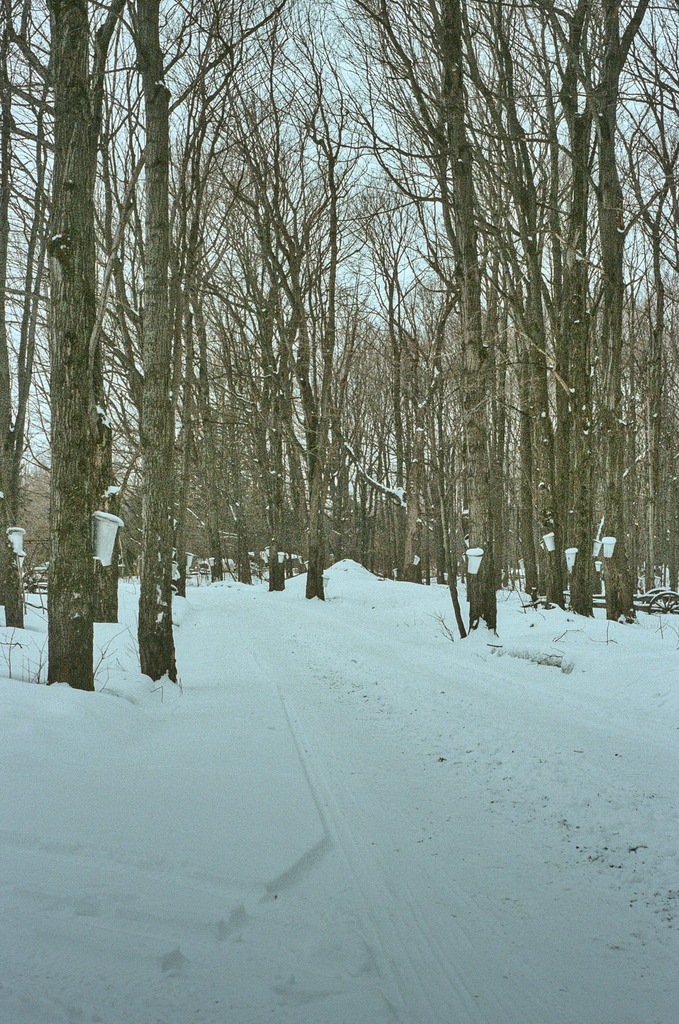 A snow-covered path through maple trees
