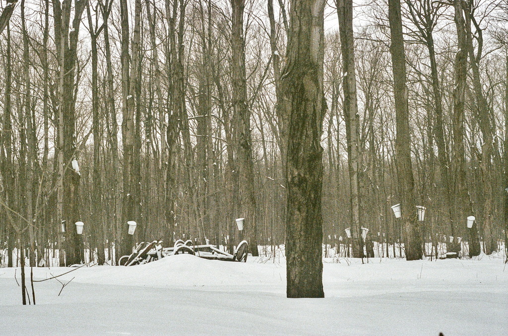 More maple trees in the snow, with tapping buckets attached