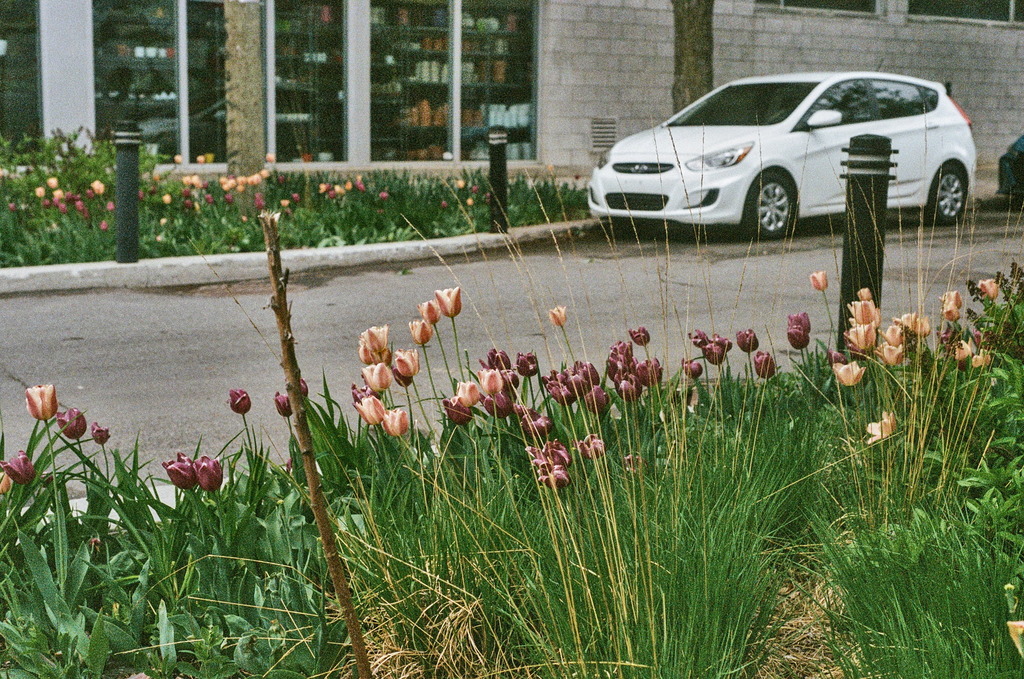 Purple and peach-coloured tulips bloom in a street corner garden