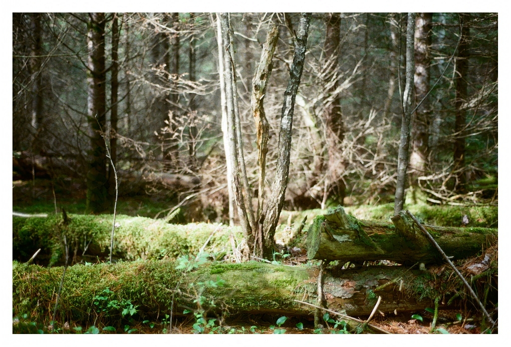 Light shines down on the floor of a forest
