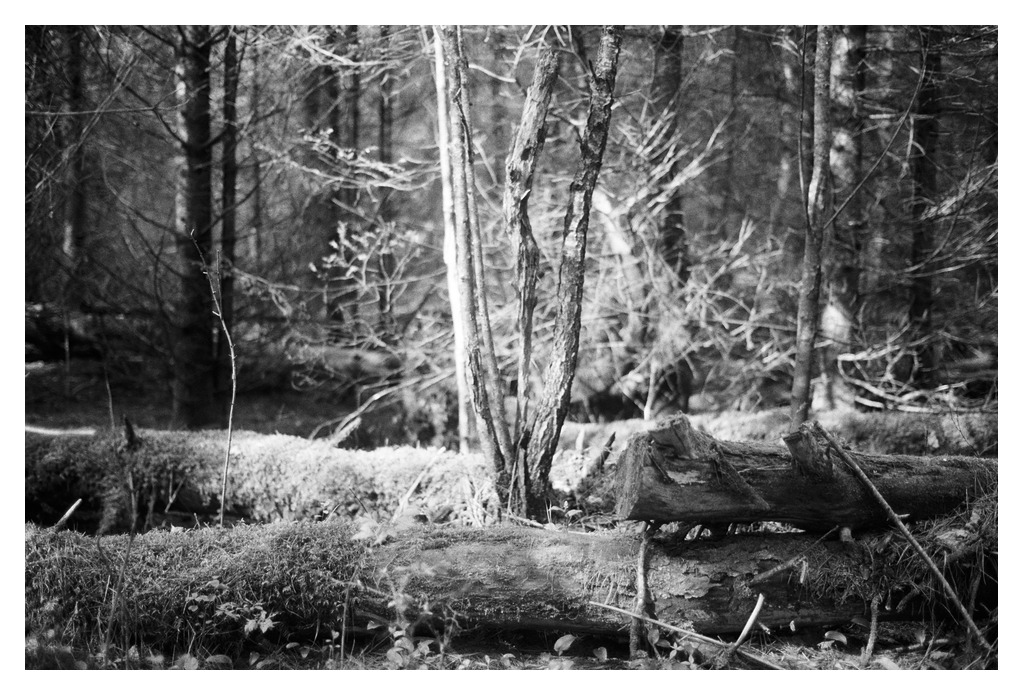 Light shines down on the floor of a forest (B&W version)