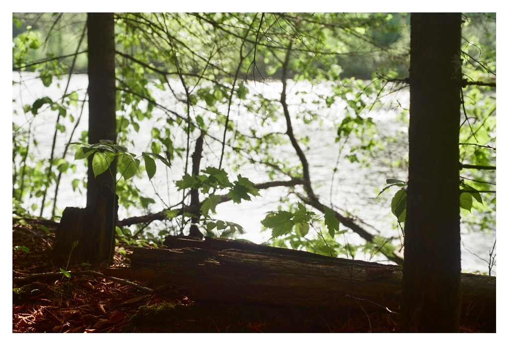 Leaves and logs by the riverside