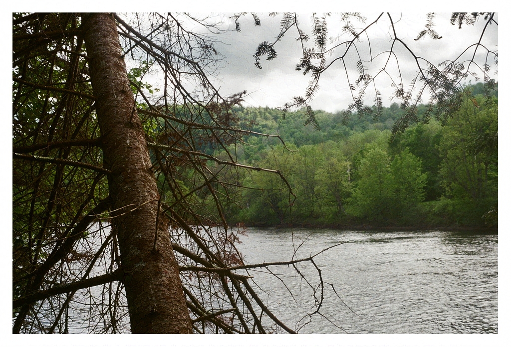 Trees lining the banks of a river