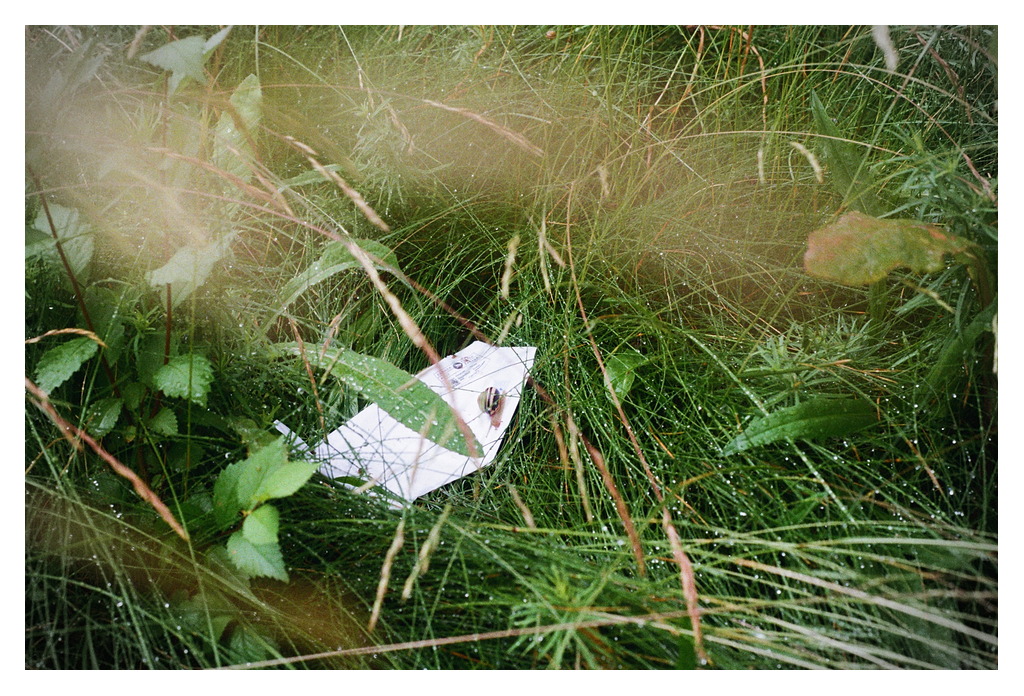 A snail moves across a discarded letter in dewy grass