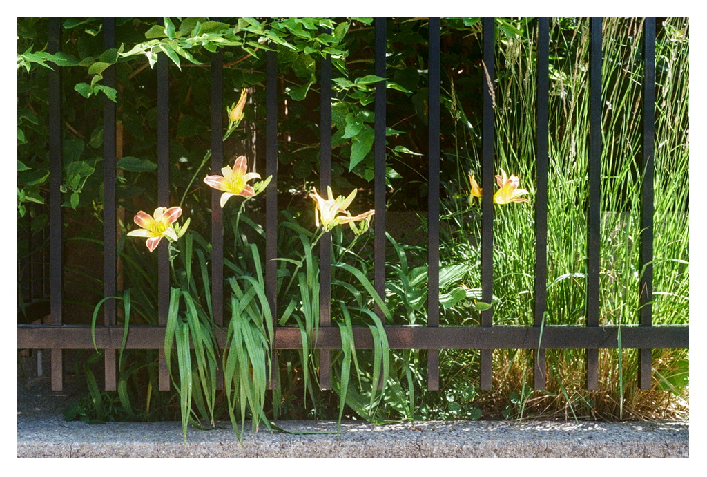 Daylilies peering out from a wrought-iron fence