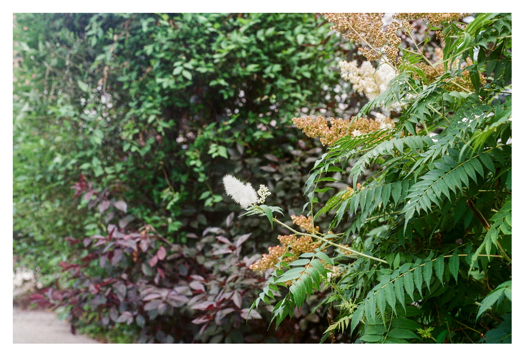 A white bushy flower grows out from some shrubbery