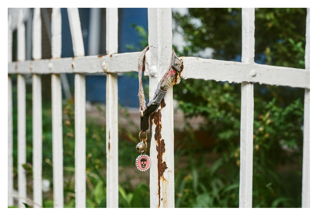 A lost kitty collar, with a skull pendant, placed on a white-painted wrought-iron fence