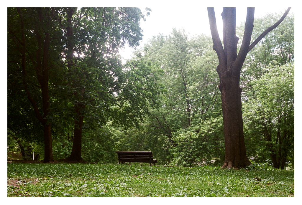 A park bench between large trees