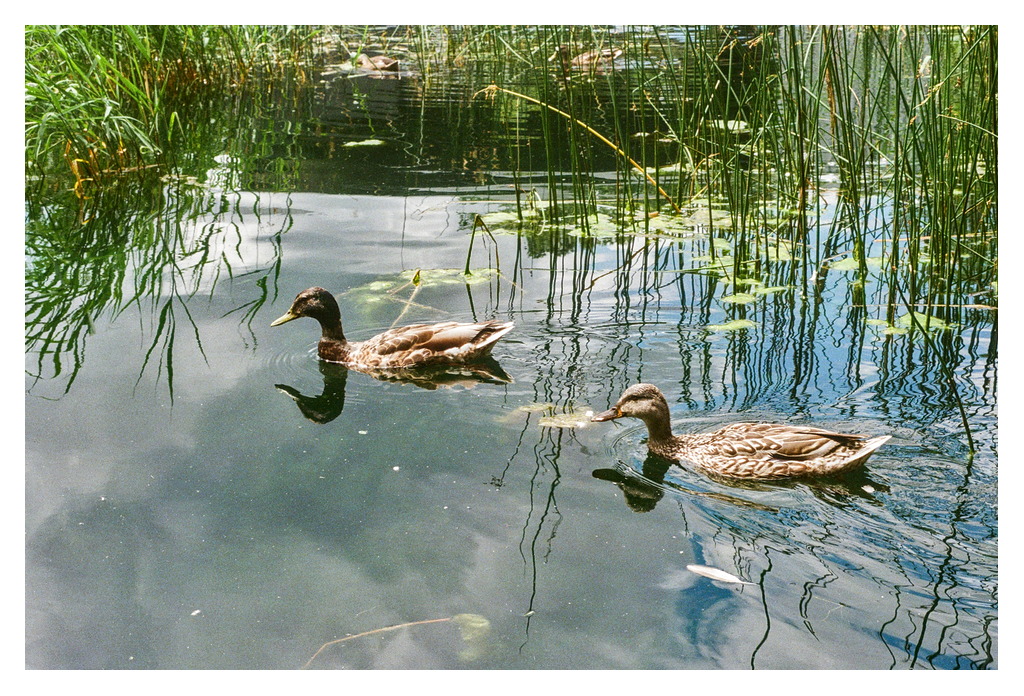 A male and female duck swim past more pond grasses