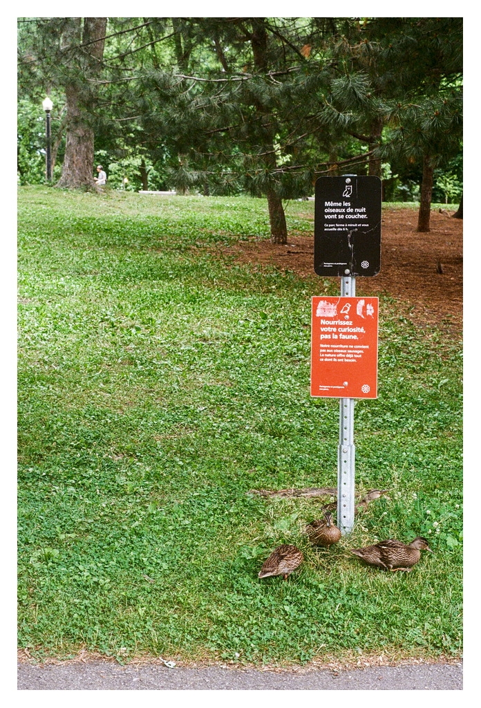 Several ducks peck around the base of a sign warning not to feed the animals