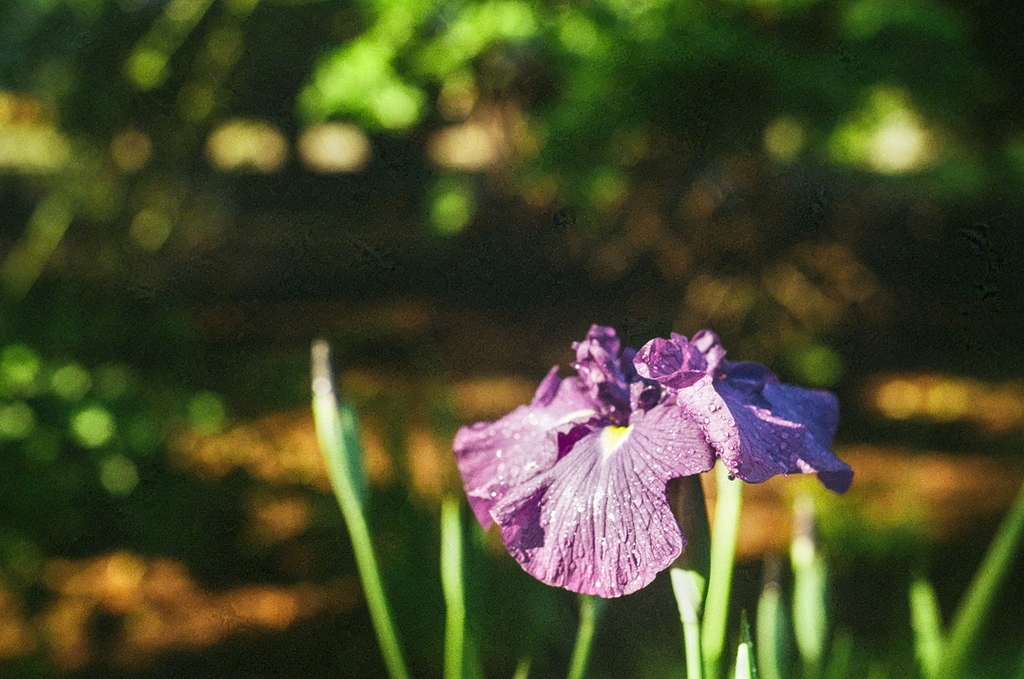 A purple iris flower, wet with dew