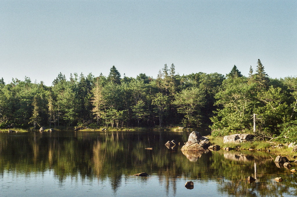 Trees and rocks by a pond