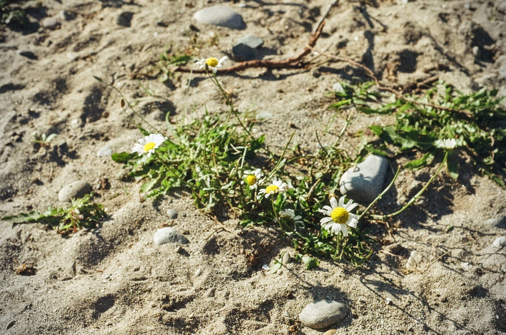 A small white flower creeping over the sand on the beach