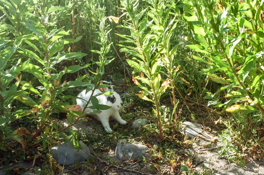 A white bunny with a few black spots standing among beach weeds
