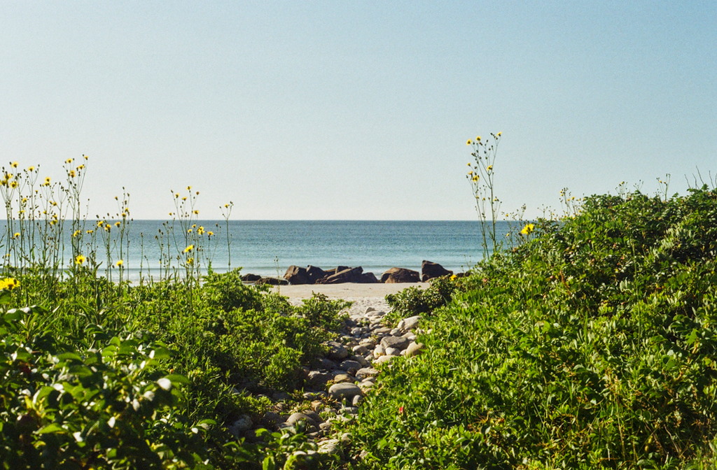 A path through shrubs and grasses to the beach
