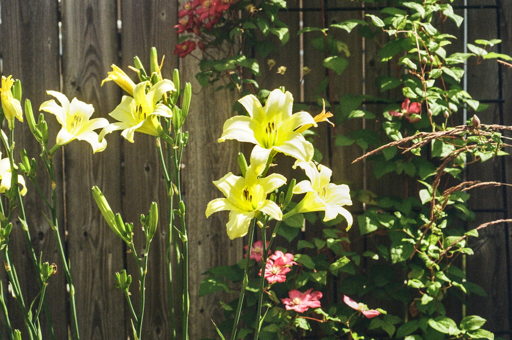 Bright yellow daylilies illuminated by the midday sun
