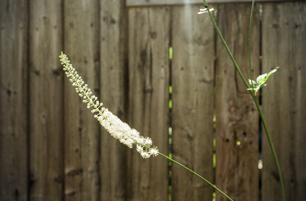A tall flower stem with elongated flowering section