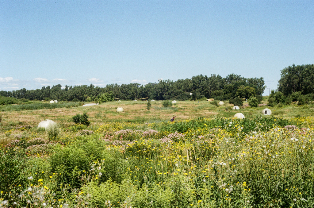 A wide field of flowers; several white orbs dot the landscape, and a person is walking in the distance