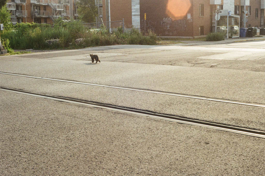 A brown cat walks away, across a railway crossing