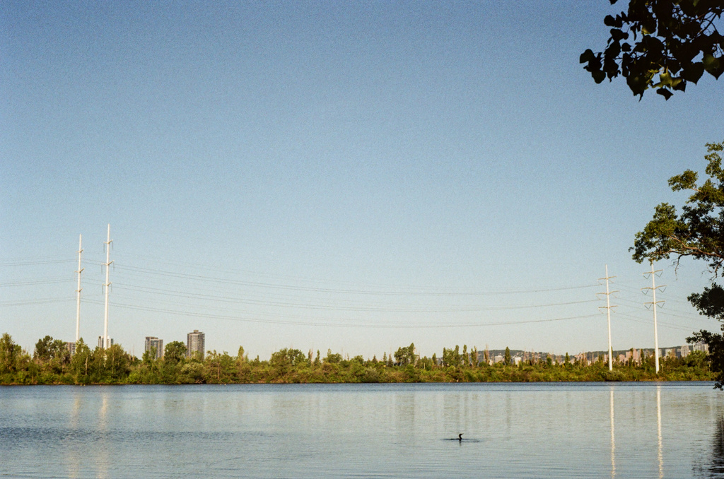 Power lines over the St.-Lawrence seaway, with a cormorant swimming in the foreground