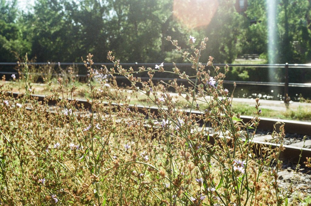 Wildflowers by the side of train tracks