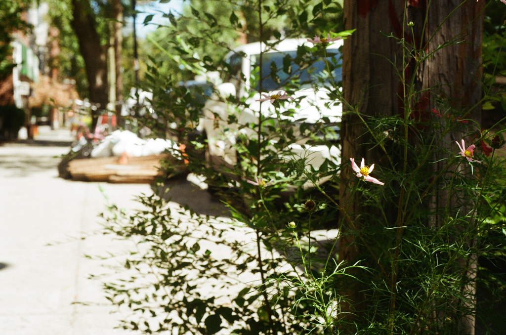 A scraggly cosmos by a telephone pole