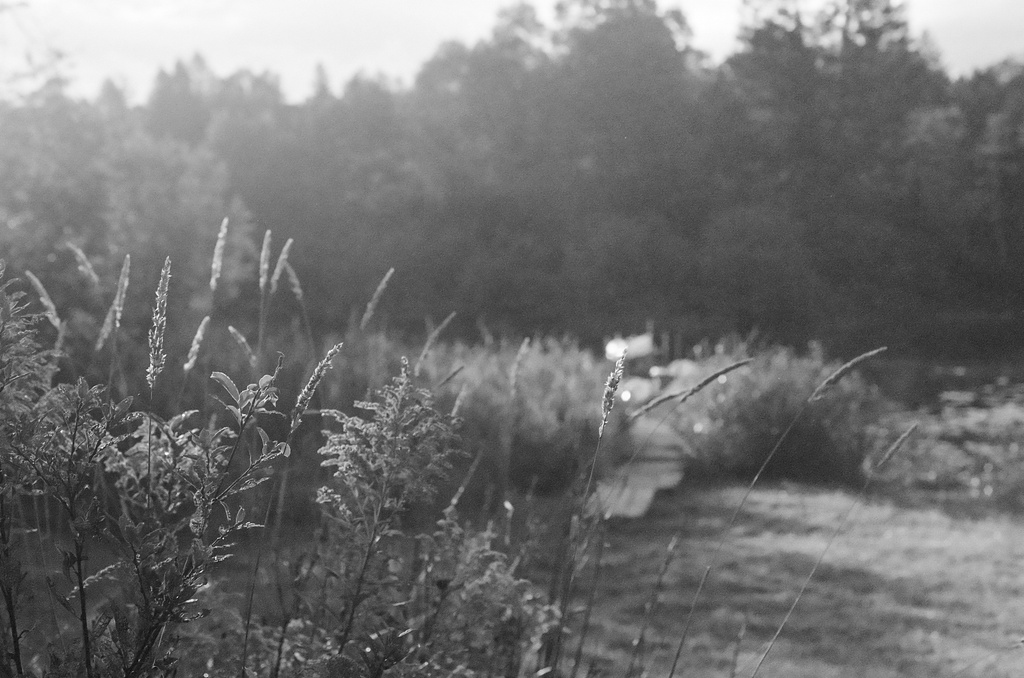 Grasses & goldenrod backlit by the rising sun