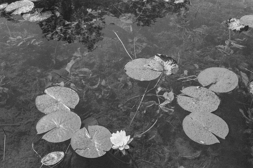 Lilypads and flower in shallow water